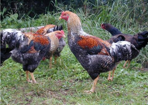 特産第1号甲州地どり